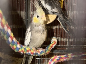 Cockatiel – Hand raised baby cockatiels (2 available) – Tampa