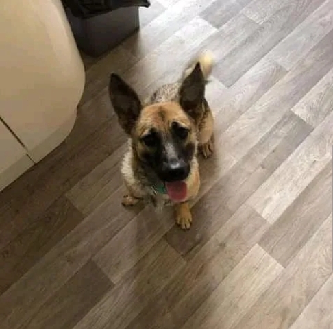 Belgian Shepherd Dog (Malinois) – available 7602630532