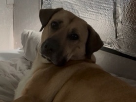 Mixed Breed – German Shepherd-Lab mix – Rancho Santa Margarita