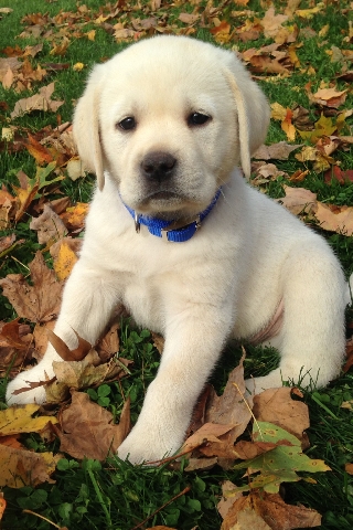 Labrador Retriever – golden labrador male female puppy