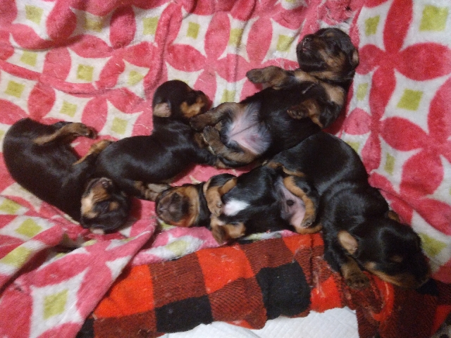Yorkshire Terrier – Yorkies