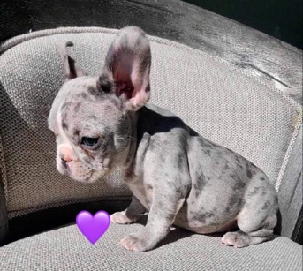 French Bulldog – French bulldog puppies