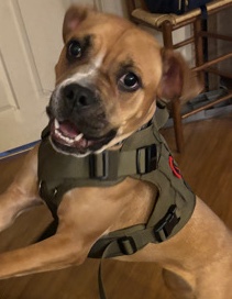 American Pit Bull Terrier – Loyalty – Stroudsburg