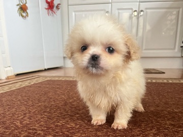 Shih Tzu – shih tzu puppy’s