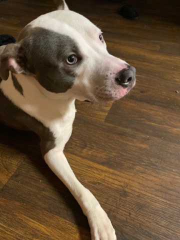 American bully