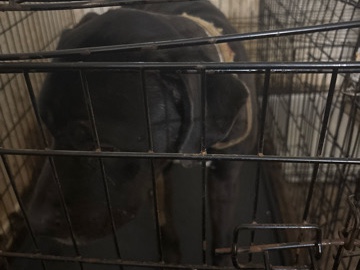 Mixed Breed – Good Boy Who Needs New Home – Washington