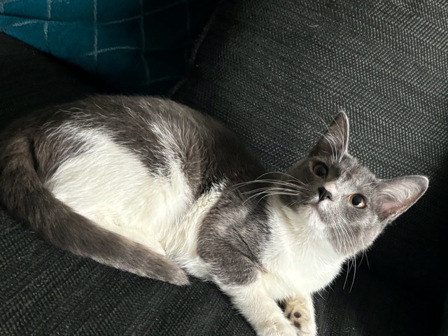 American Shorthair – Grey tuxedo cat
