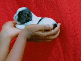 Shih Tzu - shit-zul  available for adoption in Salvador