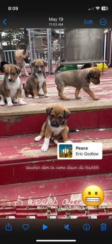 German Shepherd – Rottweiler/german shepherd/husky