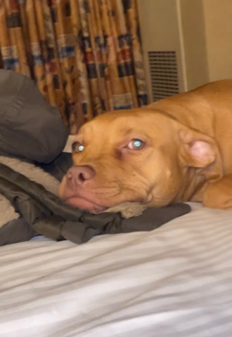 American Pit Bull Terrier – Female Rednose/Bully