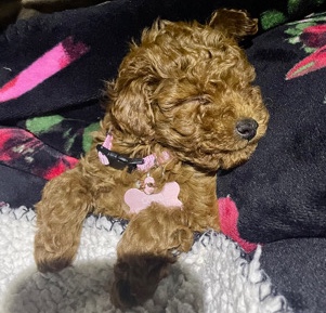 Poodle – Mini Toy Poodle