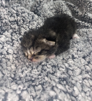 American Curl – American Curl Kitten
