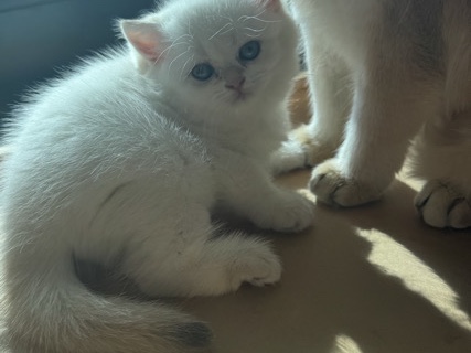 British Shorthair – Ny1133 female Golden British shorthair – Abu Dhabi