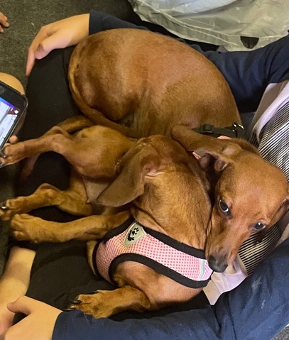 Dachshund – Rehoming 2 Dachshunds