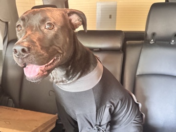Cane Corso – Super Sweet Lab/Cane Corso Mix – Boerne