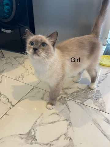 Ragdoll – Ragdoll cats