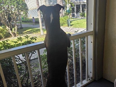 American Pit Bull Terrier – Terrier de 1 año sociable y amigable – Lake Worth Beach