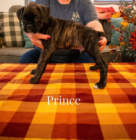 Boxer – boxer puppies