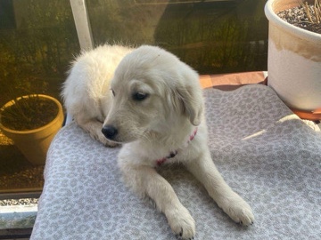 Golden Retriever - golden retriever  available for adoption in Ixelles