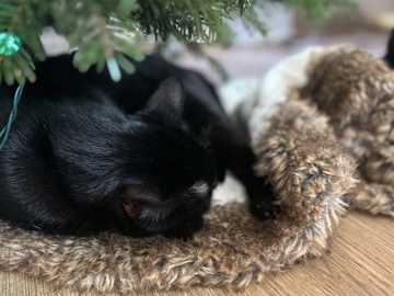 Colorpoint Shorthair – hoping to rehome 2 beautiful cats 1 calico 1 black with in 5 days till I move out – Las Vegas
