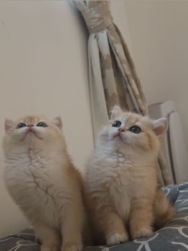 Scottish Fold – scottish pure breed