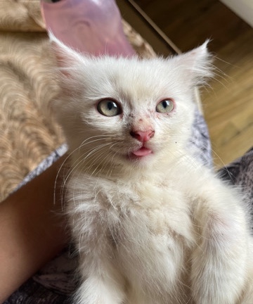 Persian (Traditional) – persian kitten