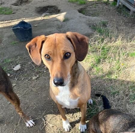 Sandy looking for a home