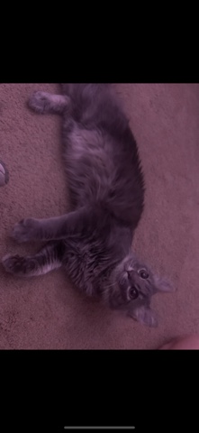long haired blue domestic cat