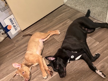 Puggle - 2 AMAZING dogs available for adoption in Albuquerque