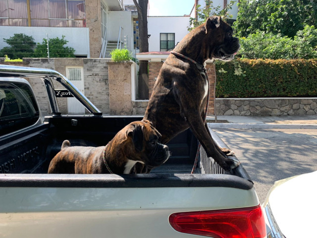Boxer – Criadero Bernal – Los Gavilanes