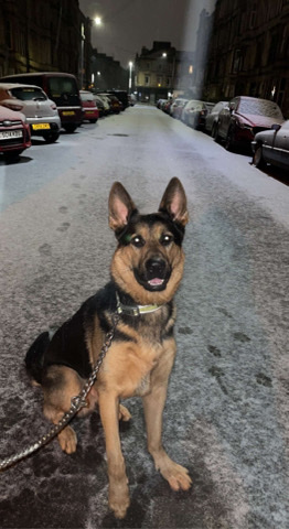 German Shepard