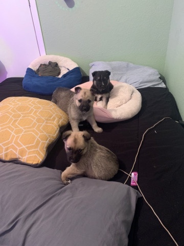 German Shepherd – German shepherds pups