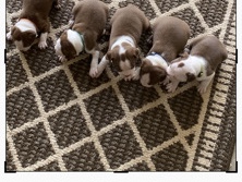 Border Terrier – puppies for sale – Gray Court