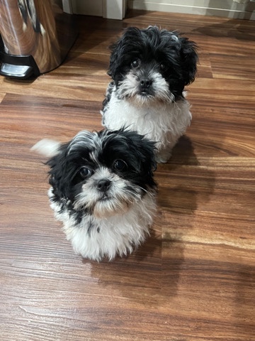 Maltese – Rehoming mixed female puppies