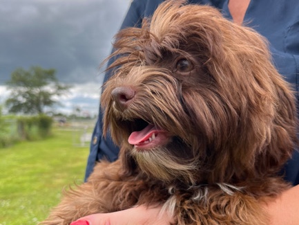 Cockapoo – Mocha girl – Deerfield Beach