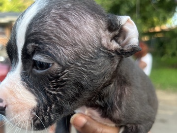sweet lil puppy – Fort Worth