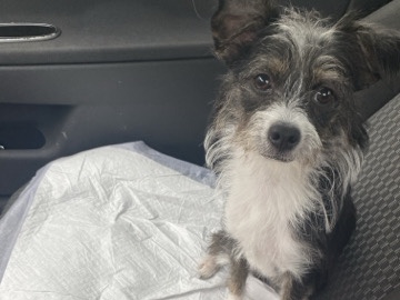 Mixed Breed – Hi i’m Kookie 🐾❤️ – Mebane