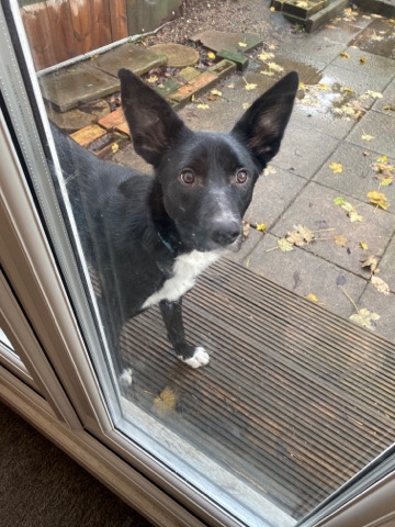 Border Collie – border collie rocky