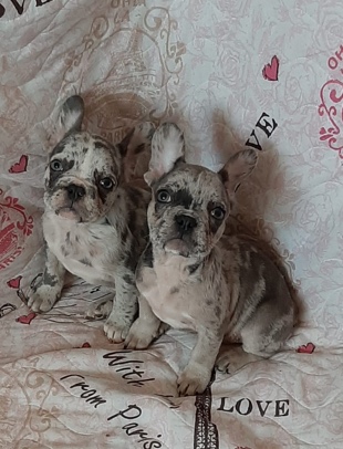 French Bulldog – French Bulldog