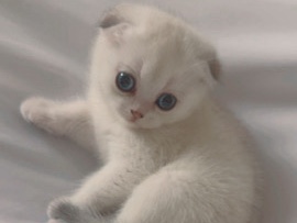 Scottish Fold – Scottish fold kitten for sale – خميس مشيط