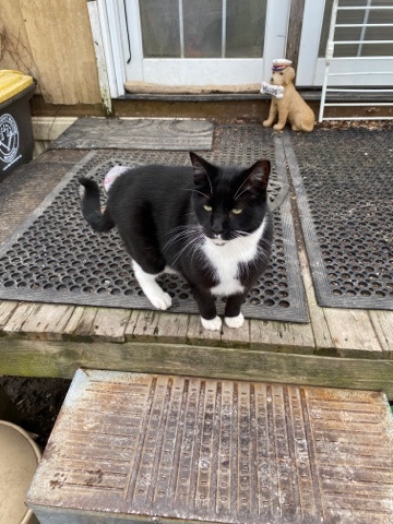 American Shorthair – My Name is Tucker
