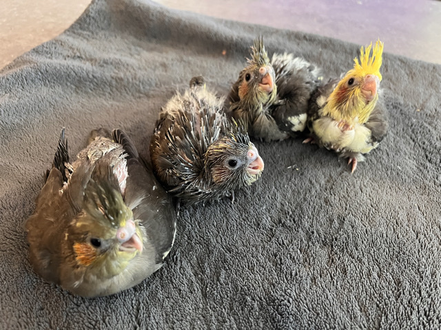 Cockatiel – Looking for a home for our cockatiels – Syracuse