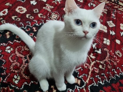 Image of British Shorthair