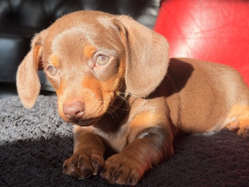 Dachshund – Adorable Dachshund Puppy – 8 Weeks Old – Newcastle Upon Tyne – Newcastle Upon Tyne