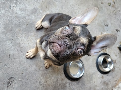 French Bulldog – 7 month old Young French Bulldog - Friendly and playful – Brownsville