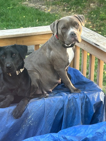 American Pit Bull Terrier – pit bull/ black lab puppies