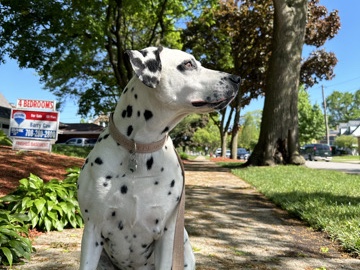 Dalmatian - Looking to Rehome  available for adoption in Oak Lawn