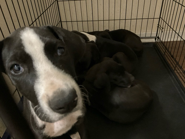 pure bread Great Danes