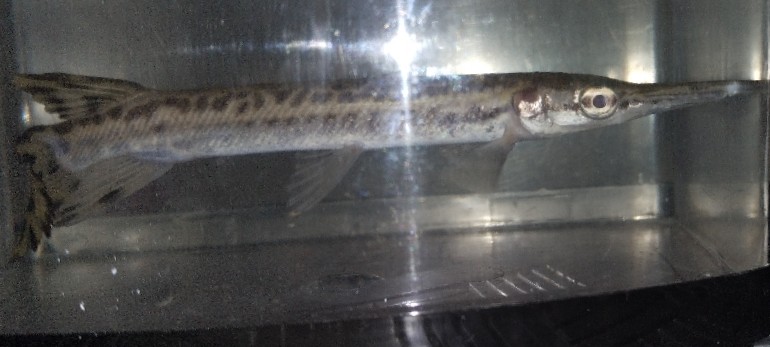 GAR BABY FISH spotted Gar
