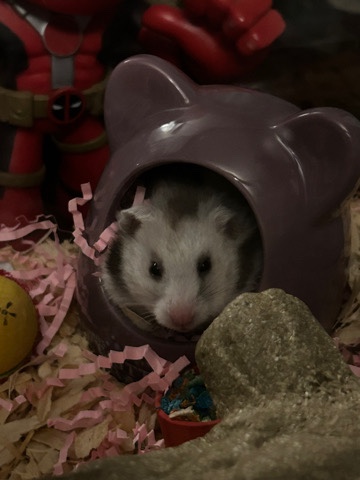 Teddy bear hamster
